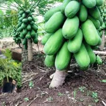 Top Papaya Plant